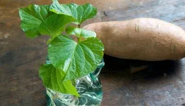 How to grow sweet potato in Japanese way
